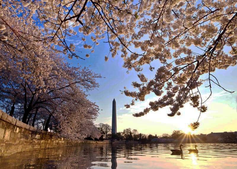 The National Cherry Blossom Festival